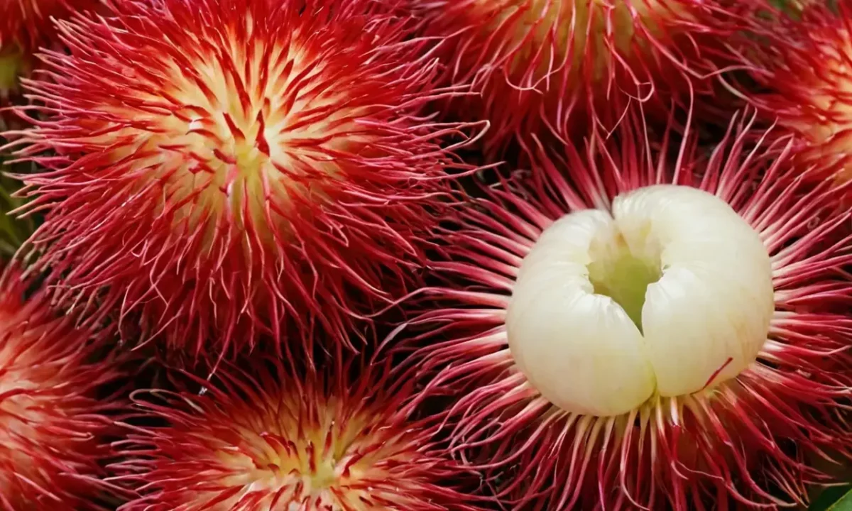 Rambutan highlights its nutritional value through a close-up display of vibrant color and juicy flesh